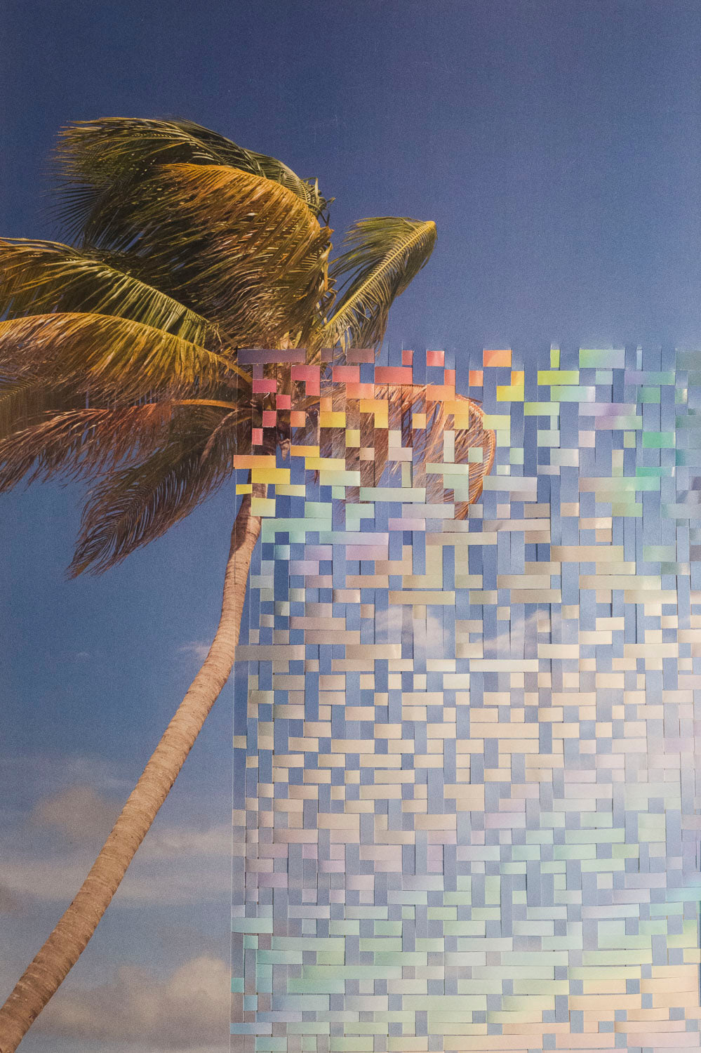 Palmera Tropical